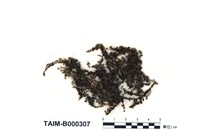 藏品(大葉提燈苔)的圖片